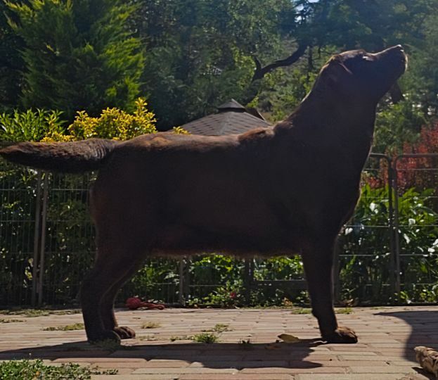 DIAMOND FASHION Crystal of Tatras