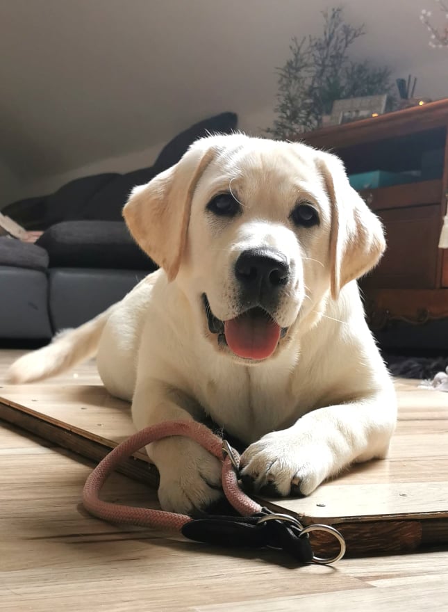 Z´Break my heart z Choce