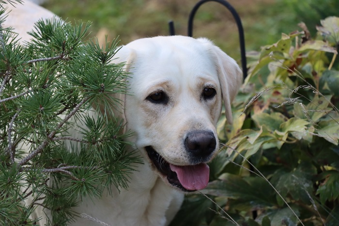 Z´Break my heart z Choce