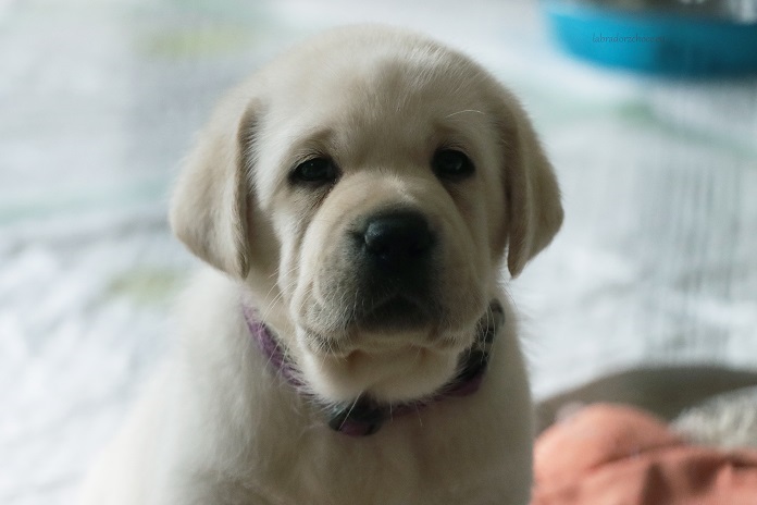 Z´Break my heart z Choce