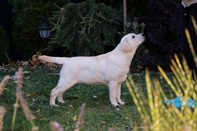 Z´Break my heart z Choce