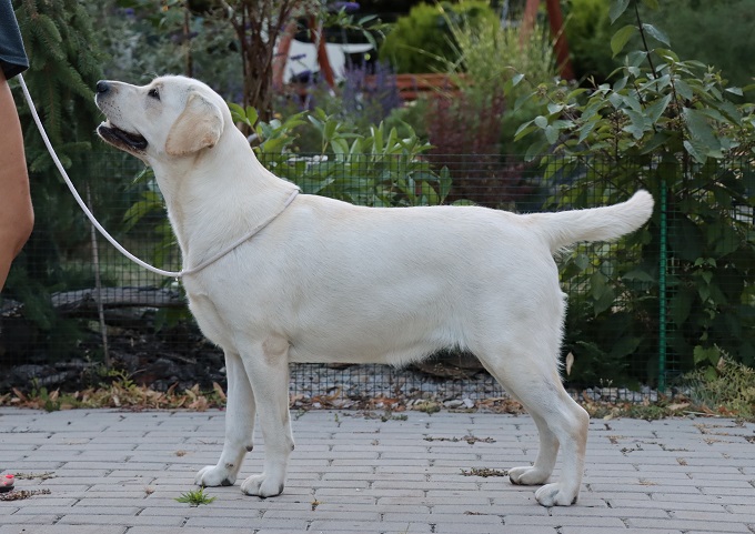 Z´Break my heart z Choce