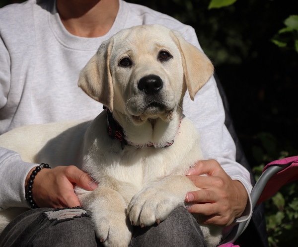 Z´Break my heart z Choce