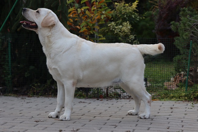 Z´Break my heart z Choce