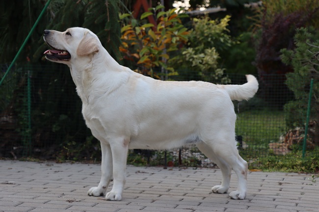 Z´Break my heart z Choce