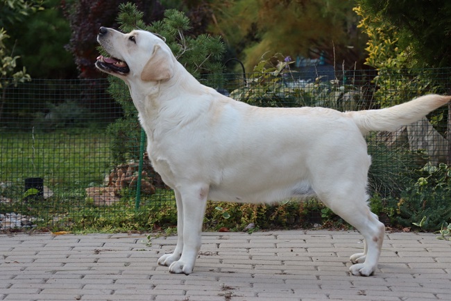 Z´Break my heart z Choce